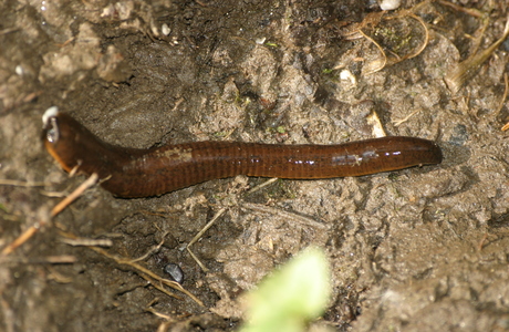 Pferdeegel (Haemopis sanguisuga) - © Emanuel Trummer